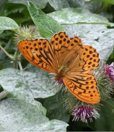 Schöner Schmetterling